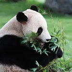I wanna escape from the panda icon
