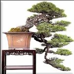 Bonsai flower model icon