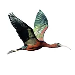 Jawakara icon