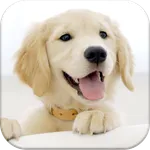 Dog Pairs - Memory Match Game icon