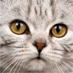 Cute Cat Wallpaper icon