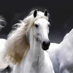 Horse Wallpaper HD icon