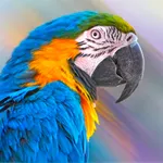 Parrot Wallpapers icon