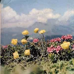 La nostra flora icon