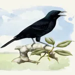 Black Bird icon