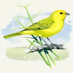Canto Canário da Terra Fêmea icon