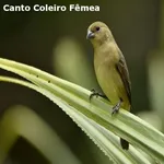 Canto Coleiro Fêmea icon