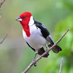 Canto Galo Campina Fêmea icon