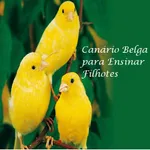 Canário Belga para Filhotes icon