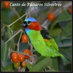 Canto Pássaros Silvestres icon