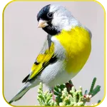 Master Goldfinch Calling Call icon