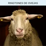 Ringtones de ovejas, tonos y s icon