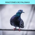 ringtones de palomas, tonos y  icon