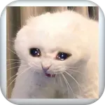 ميمز القطط المضحكة - funny cat icon