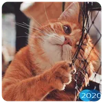 😻 Cute Cat Wallpapers HD 2020 icon