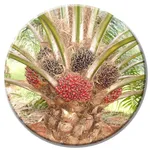 Oil Palm Cultivation English icon