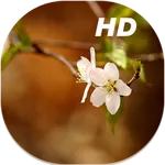 Cherry Blossom Live Wallpapers icon