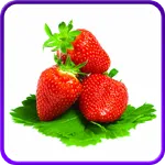 Berry Handbook icon