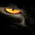 Panther (KLWP+KLCK) Free prese icon