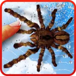 Spider, live wallpaper icon