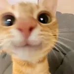 Funny Animal GIFs icon
