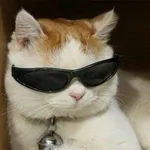 Cat Meme GIFs Find & Share icon