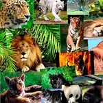 Animals Wallpapers icon