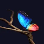 Blue Red Butterfly LWP icon