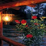 Flowers In Night LWP icon