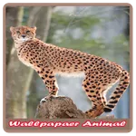 Cute Animal Wallpapers -> Uniq icon