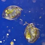 Daphnia icon