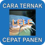 Cara Ternak Lele Cepat Panen icon