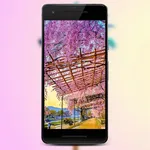 Image Search - Wallpaper icon