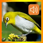 Suara Pleci Durasi Panjang icon