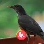 Canto sabiá Laranjeira Fêmea icon