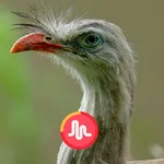Seriema Fêmea Cantando Muito icon
