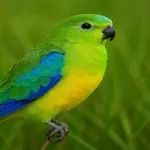 Wallpaper Burung Makan Biji icon