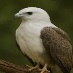 Wallpaper Burung Makan Daging icon