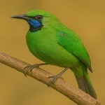 Wallpaper Burung Berkicau icon