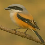 Wallpaper Burung Makan Ulat icon