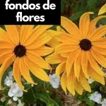 fondos de flores icon