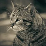 fondos de gatos icon