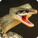 Anaconda Rampage Snake Attack icon