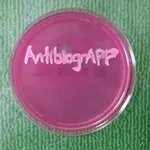 AntibiogrAPP icon