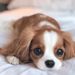 Dog 365 wallpapers & Puppies icon