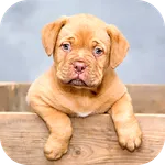 Animal Wallpaper 2023 icon