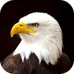Eagle Wallpaper 2023 icon
