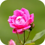 Flower Wallpaper 2023 icon