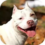 Pitbull Wallpaper 2023 icon