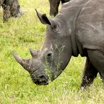 Kenya Travel Guide icon
